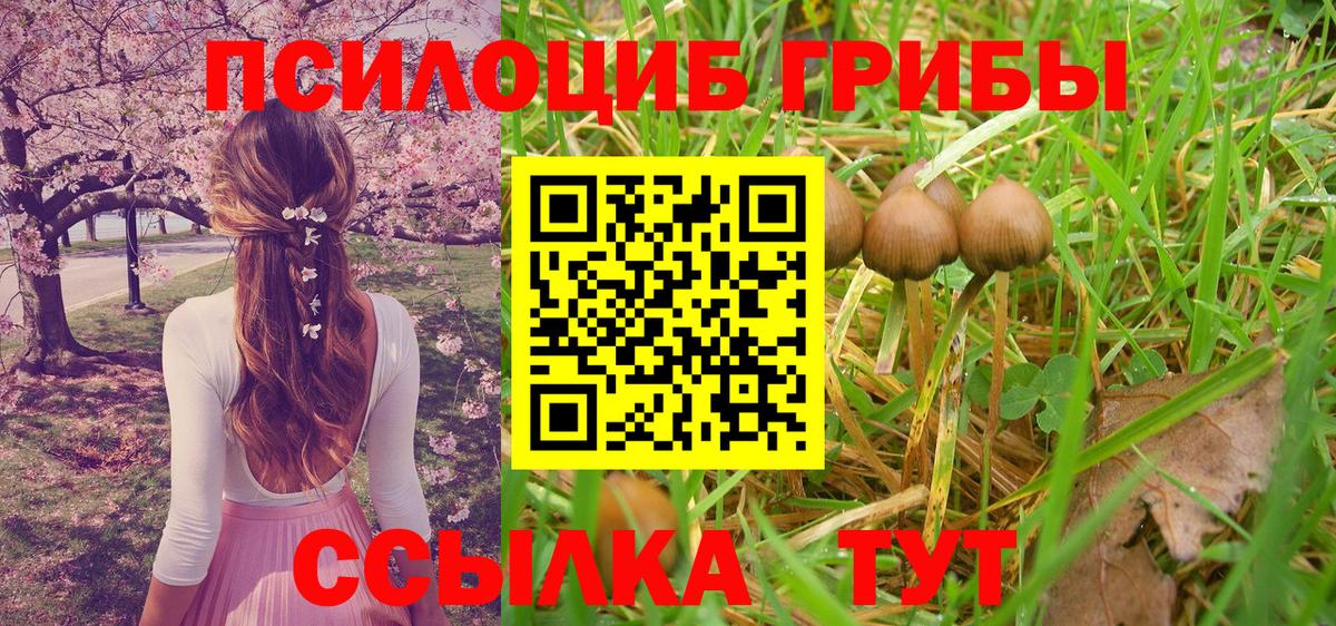 Псилоцибиновые грибы Psilocybe Минеральные Воды